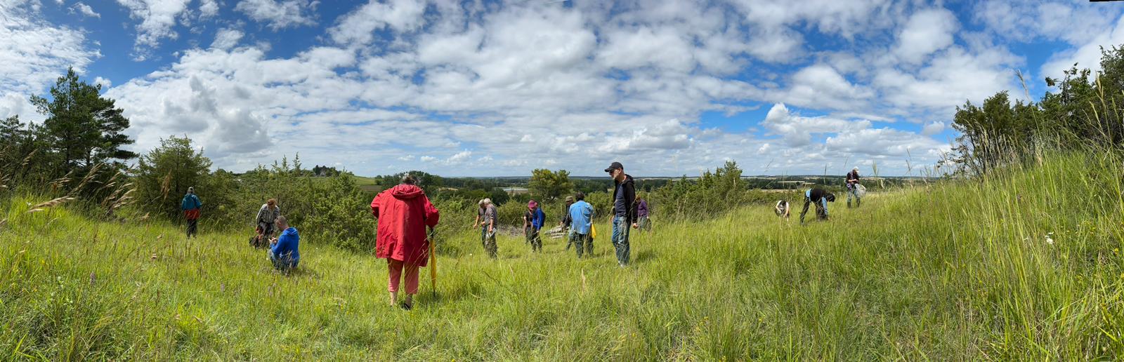 Découverte des Gymnadènes et des Epipactis des marais, les orchidées d’exception